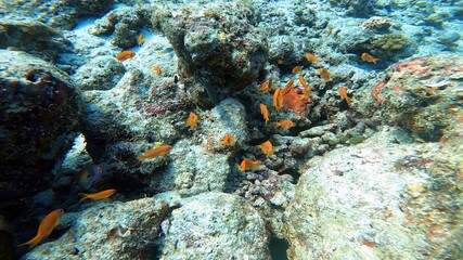 Naklejka na ściany i meble Coral Reef in Maldives