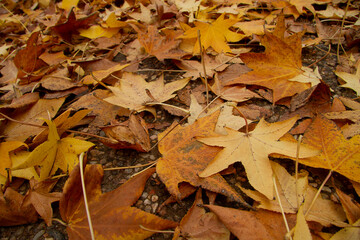 autumn leaves on the ground