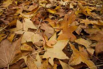autumn leaves on the ground
