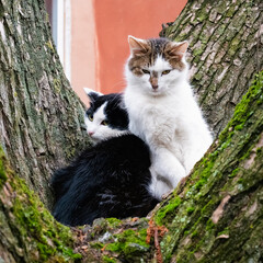 Two cute black and white cats sitting in a tree. Spring romantic love in the air