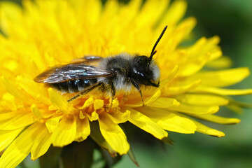 Closeup of the male of the grey-backed mining bee, Andrena vaga on a yellow flower of dandelion , Taraxacum officinale