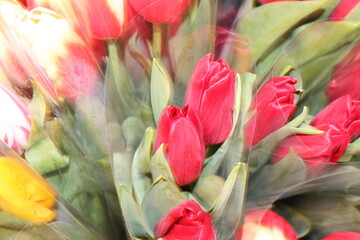 tulips, spring flowers. Mix of tulip flowers near the window