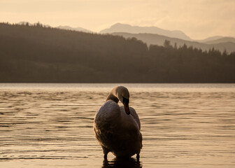 A dusk scene with a posing swan at the Windermere.