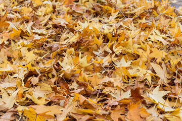 autumn leaves on the ground