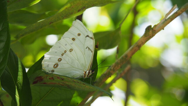 Big white butterfly with white circles - white morpho, central america butterfly