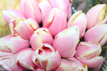 Fototapeta premium tulips, spring flowers. Mix of tulip flowers near the window