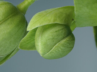 Stinkende Nieswurz (Helleborus foetidus) 