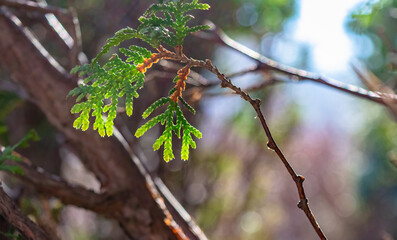 in the foreground, a green juniper twig with raindrops , the background is blurred with circles bokeh and sun rays