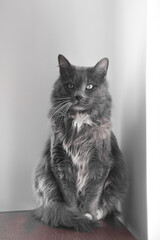 Gray kitten in the corner © Boyana