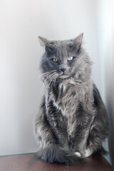 Gray kitten in the corner