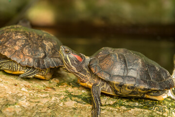 Two turtles are sitting on a stone in an artificial pond. Resident of the Botanical Garden.