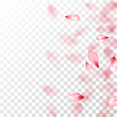 Pink sakura petals falling vector graphics.