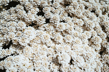 white flowers