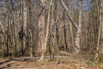 Trails going through the forest in winter