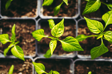 plant in the garden