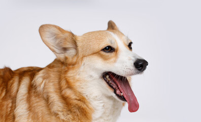 Portraite of cute puppy corgi. Little smiling dog on gray background. Free space for text.