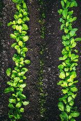 green plants