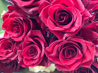 Bouquet of red roses close-up. Background of red roses