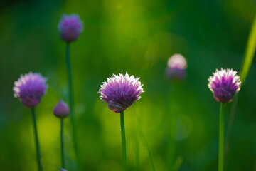 Beautiful garden decorative plants in the spring sunlight. Chives or Allium Schoenoprasum in bloom with purple violet flowers and green stems. Chives is an edible herb for use in the kitchen.