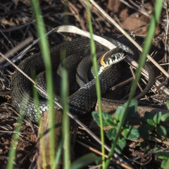 snake in the grass