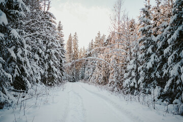 Obraz premium road in winter