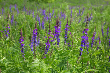 Galega officinalis (goat's-rue or french lilac) in bloom. Beautiful violet flowers in a summer field.