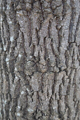 Relief texture of the tree trunk bark