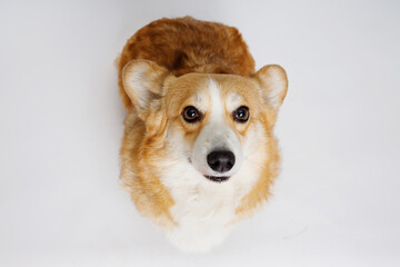 Portraite of cute puppy corgi. Little smiling dog on gray background. Free space for text.