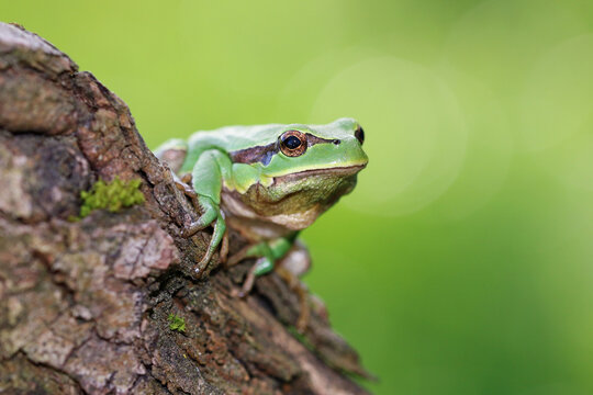The European tree frog or Hyla arborea