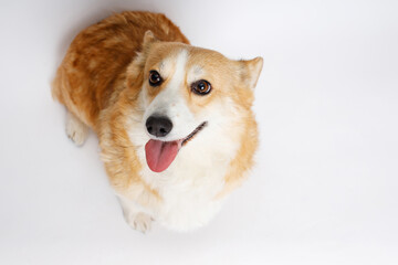 Portraite of cute puppy corgi. Little smiling dog on gray background. Free space for text.