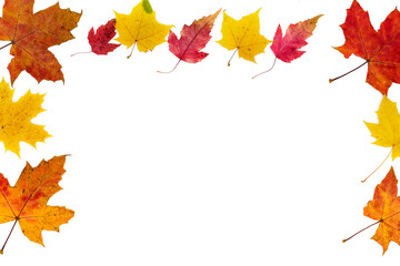 Frame from autumn colorful leaves of different types on a white background.