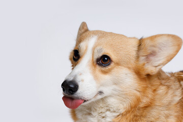 Portrait of cute puppy of the pug breed with party hat on head and birthday cake. Little sad dog on blue background. Free space for text.