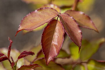 Orange leaves on the bush. Detailed macro view.