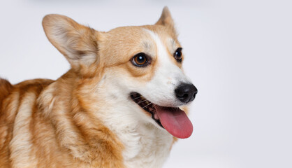 Portraite of cute puppy corgi. Little smiling dog on gray background. Free space for text.
