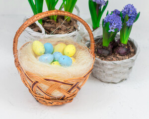 Wicker basket with quail eggs on a background of yellow daffodils and blue hyacinths on a white...