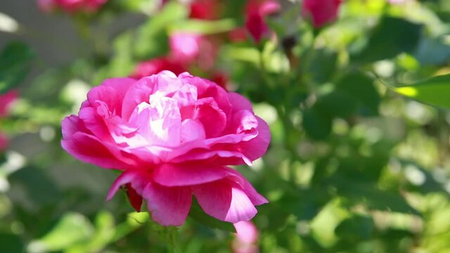 Beautiful delicate rosebuds. Bush of pink blooming roses on a summer sunny day in the park.Wonderful rose garden, blooming pink roses on sunny day, flowers and floral background scene