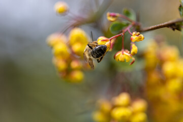 Bee on yellow bush flowers. Detailed macro view.