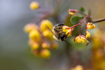 Bee on yellow bush flowers. Detailed macro view.