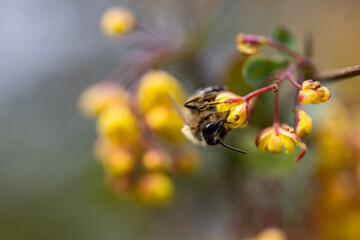 Bee on yellow bush flowers. Detailed macro view.