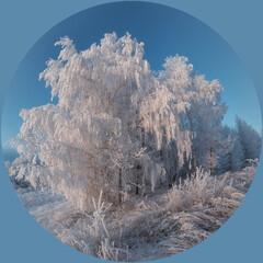 landscape with trees