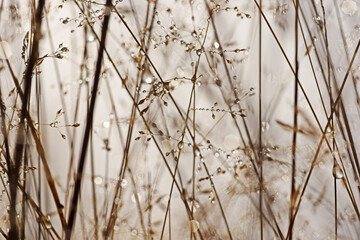 Morning dew on the plants. Meadow in autumn.