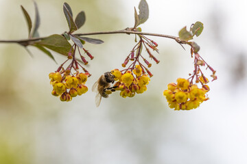 Bee on yellow bush flowers. Detailed macro view.