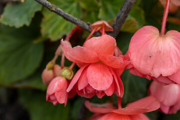 Red begonia flower. Detailed macro view.