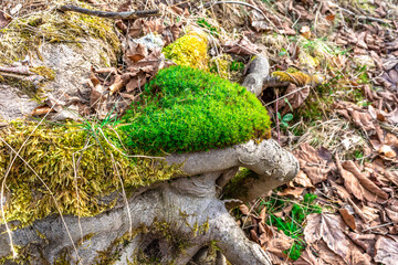 Old beech tree stump in the forest