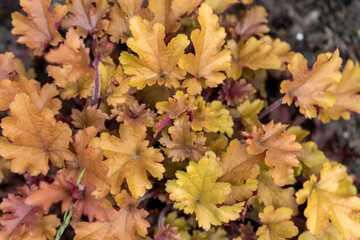 Orange leaves on the bush. Detailed macro view.