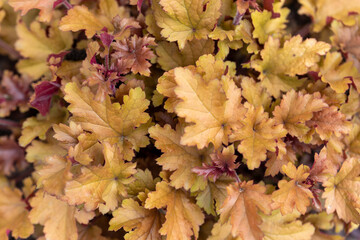 Orange leaves on the bush. Detailed macro view.