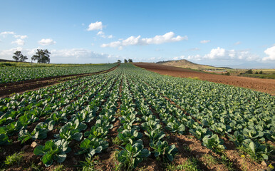 Organic lettuce field with plants in a row
