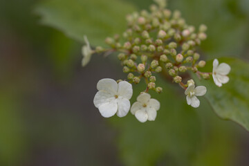 White bird cherry flower. Detailed macro view.