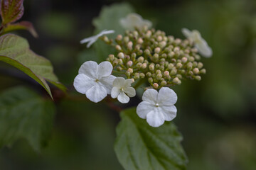 White bird cherry flower. Detailed macro view.