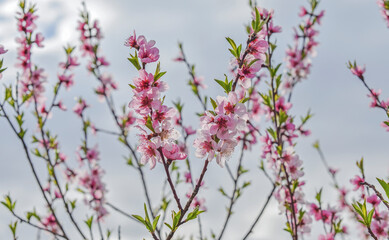 Cherry flower on tree in springtime